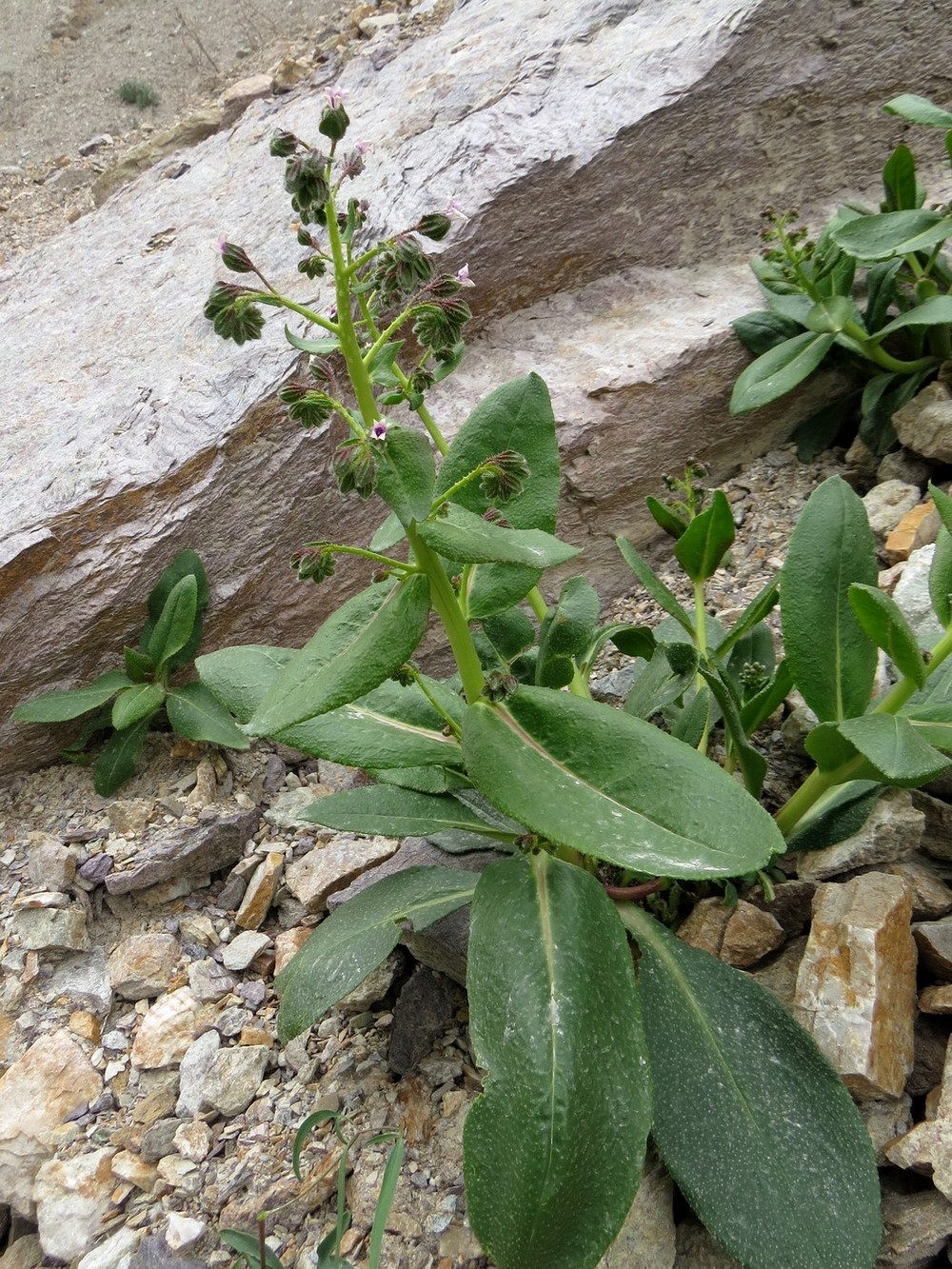 Image of Caccinia dubia specimen.