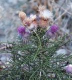 Lamyra echinocephala. Верхушка цветущего и плодоносящего растения. Краснодарский край, м/о г. Геленджик, окр. пос. Прасковеевка, Черноморское побережье Кавказа, вблизи скалы Парус. 15.08.2018.