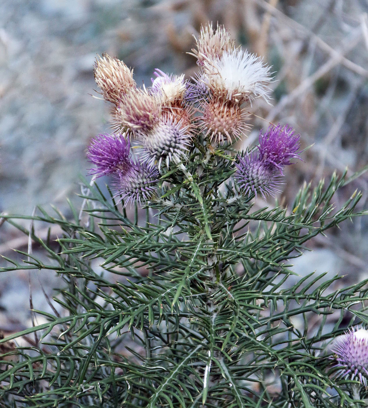 Image of Lamyra echinocephala specimen.