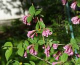 Weigela praecox