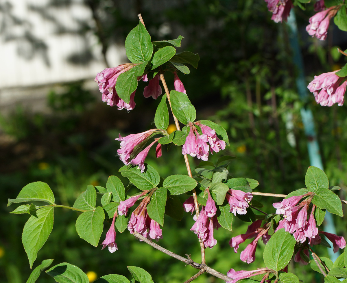 Image of Weigela praecox specimen.