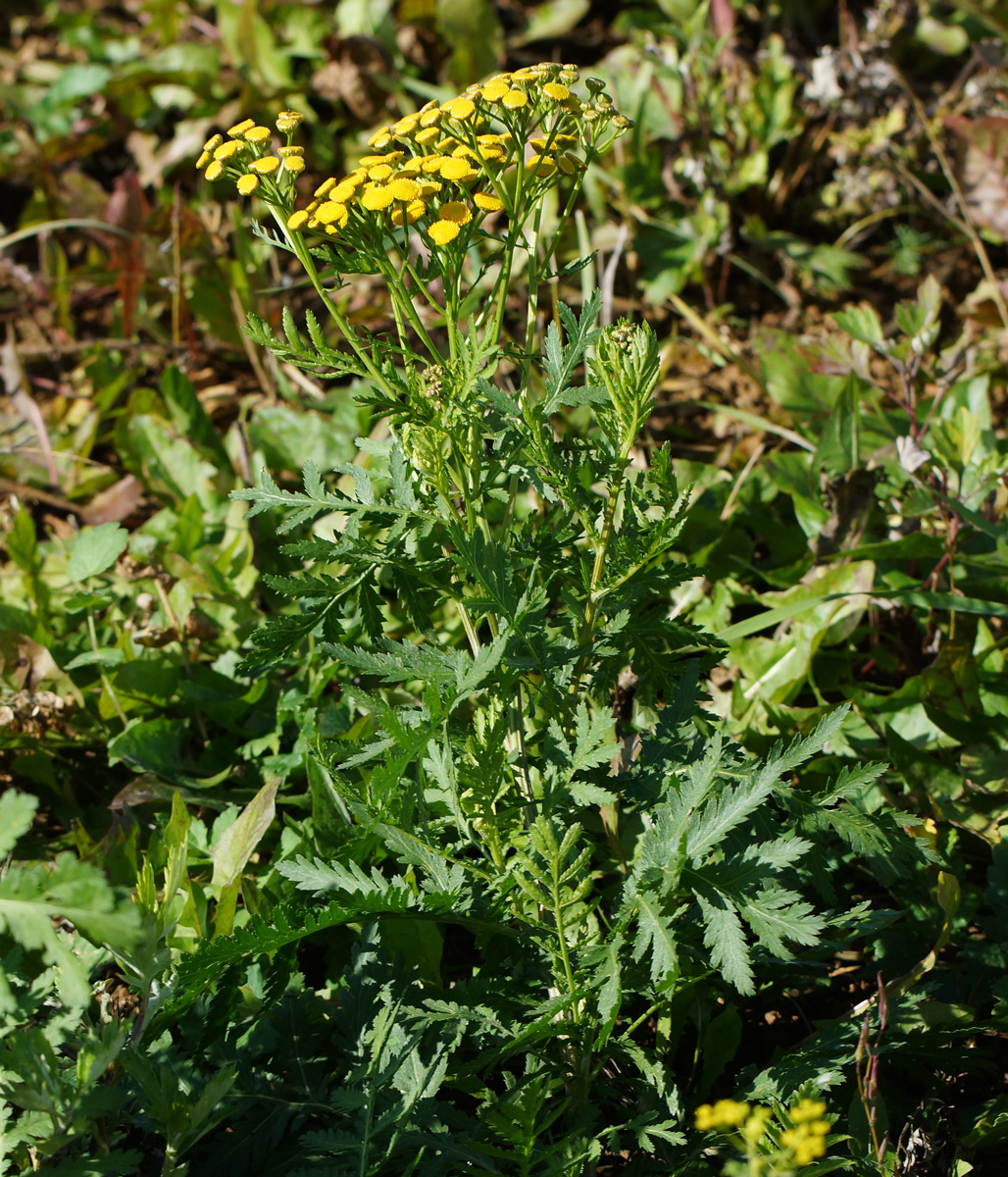 Image of Tanacetum vulgare specimen.