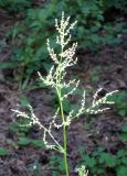 Rumex thyrsiflorus. Соцветие. Украина, Черкасская обл., Каневский р-н, Региональный ландшафтный парк \"Трахтемиров\", искусственный сосновый лес на песке. 3 июля 2010 г.