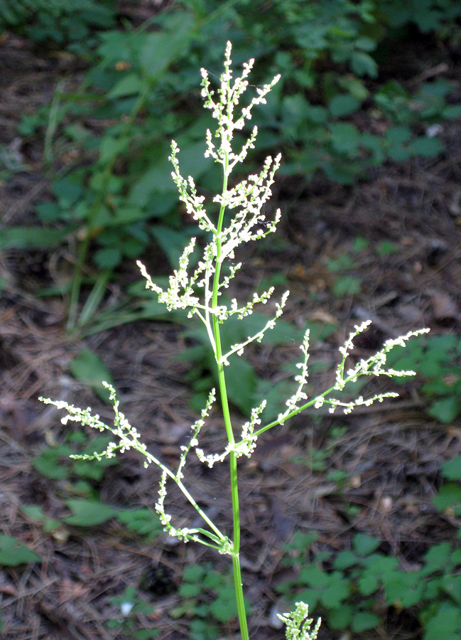 Изображение особи Rumex thyrsiflorus.