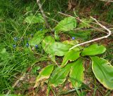 Clintonia udensis