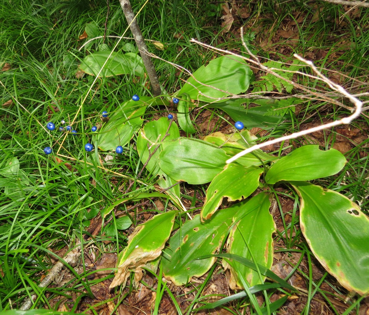 Image of Clintonia udensis specimen.