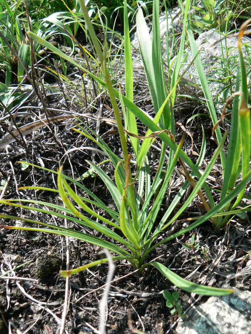 Изображение особи Lilium cernuum.