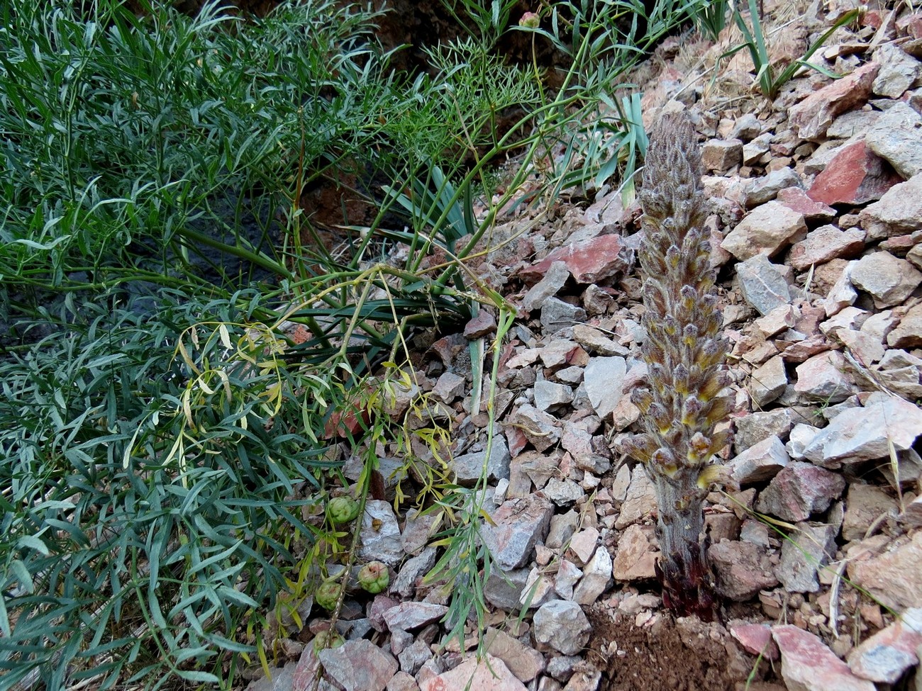 Изображение особи Orobanche gigantea.