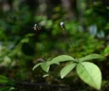 Trientalis europaea