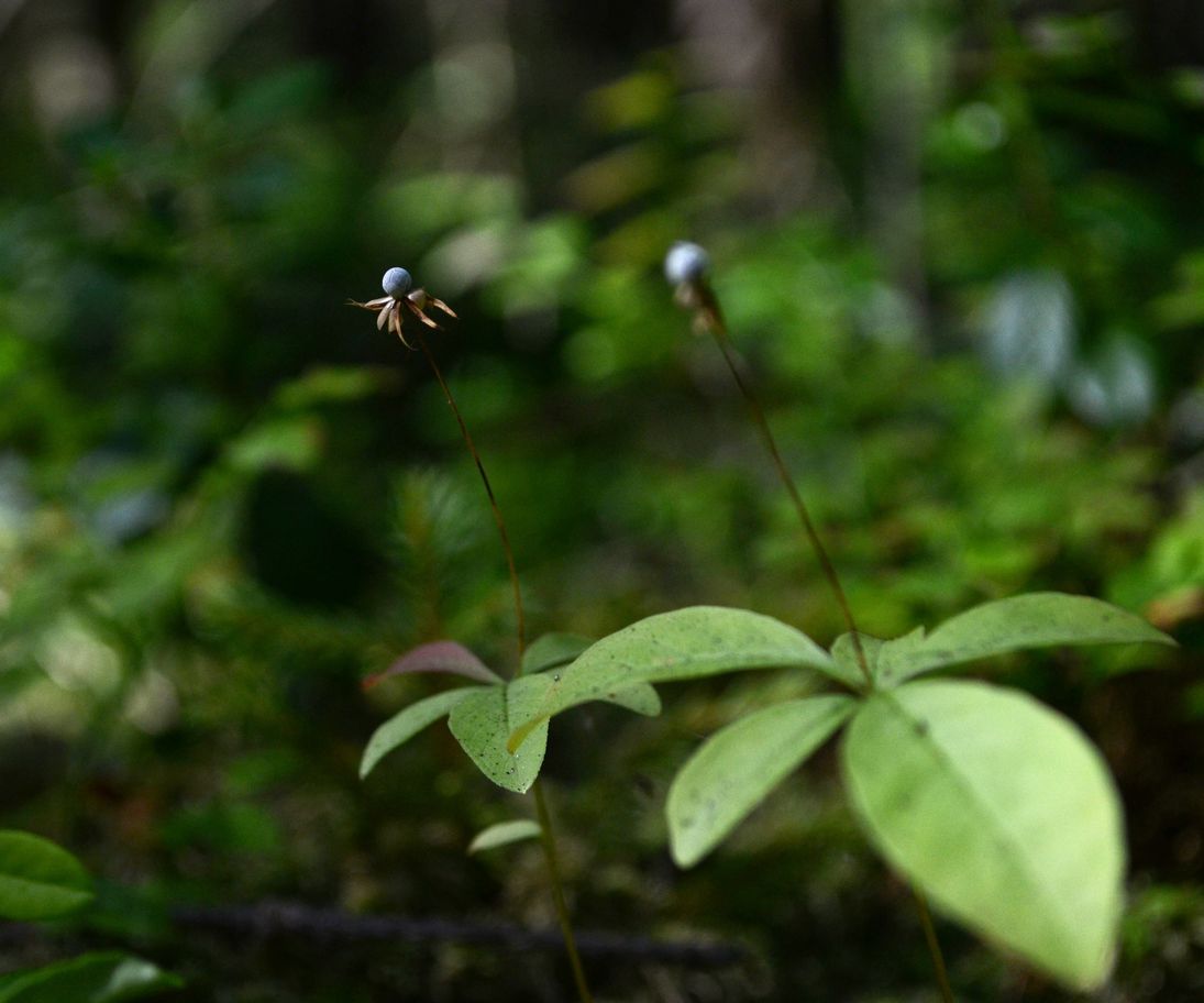 Image of Trientalis europaea specimen.