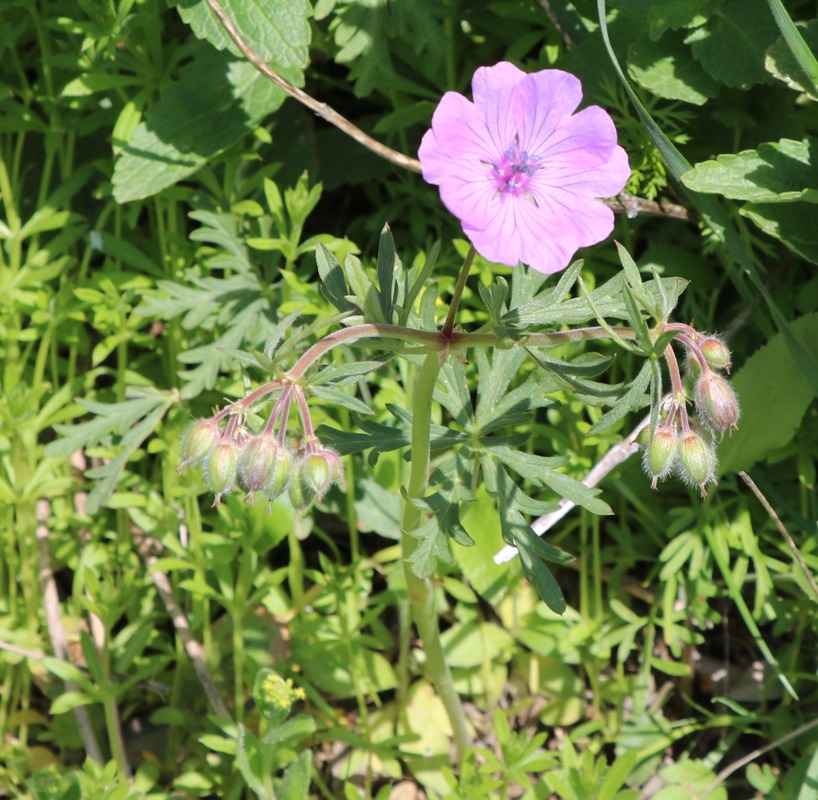 Изображение особи род Geranium.