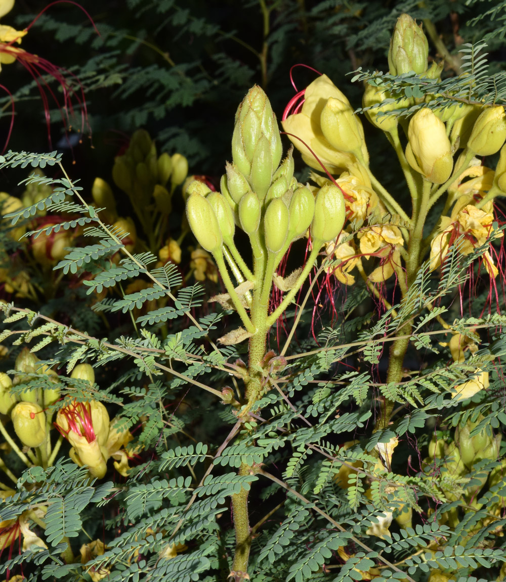 Изображение особи Caesalpinia gilliesii.