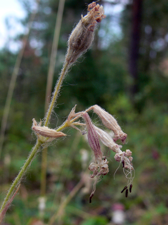 Изображение особи Silene nutans.