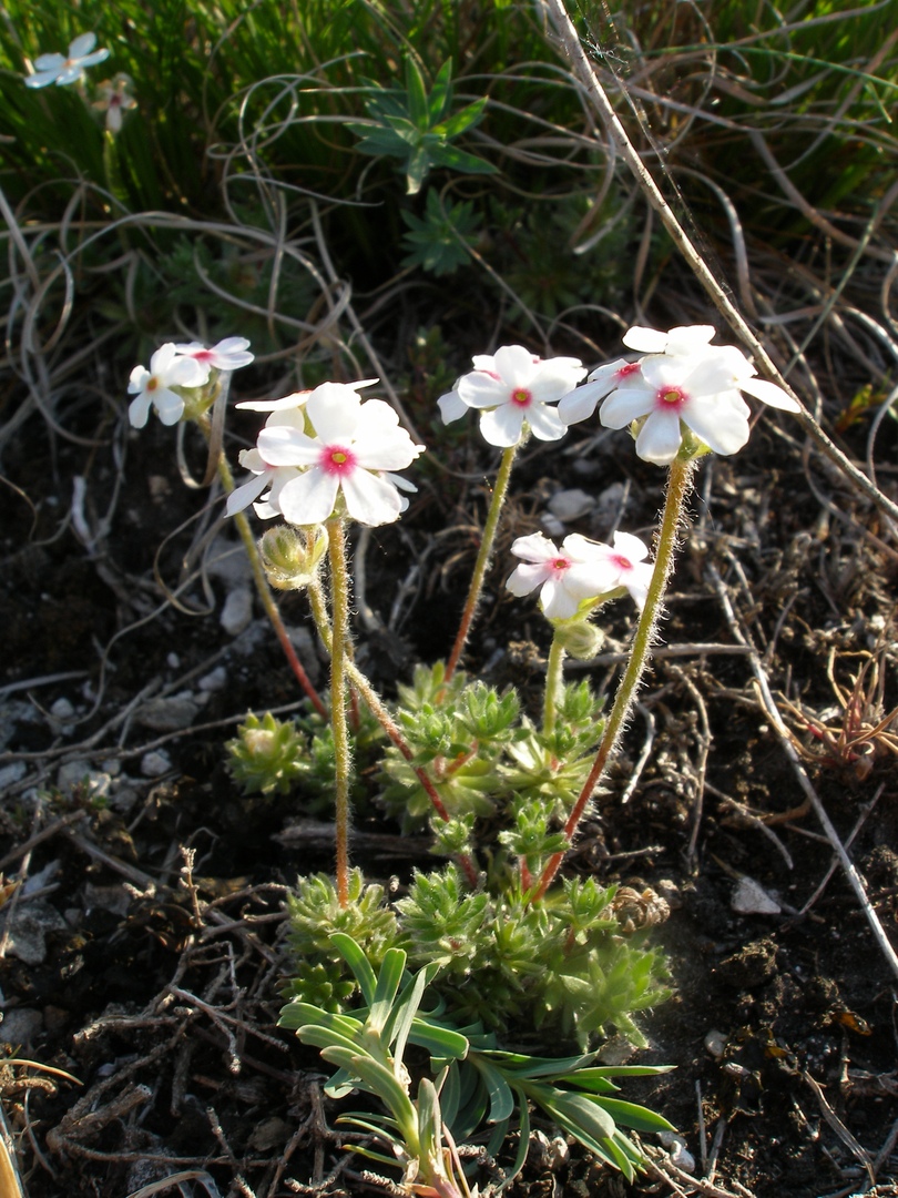 Image of Androsace koso-poljanskii specimen.