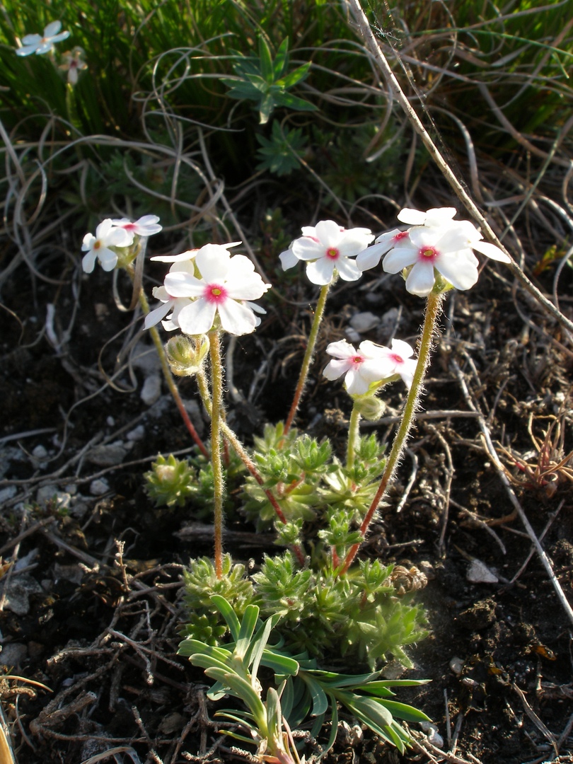 Image of Androsace koso-poljanskii specimen.