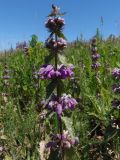 Phlomoides hybrida. Соцветие. Украина, г. Запорожье, восточная окраина, долина р. Мокрая Московка, левый берег, разнотравная степь. 07.06.2020.