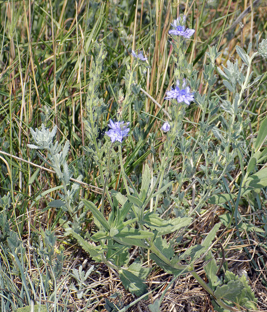 Изображение особи Veronica dentata.