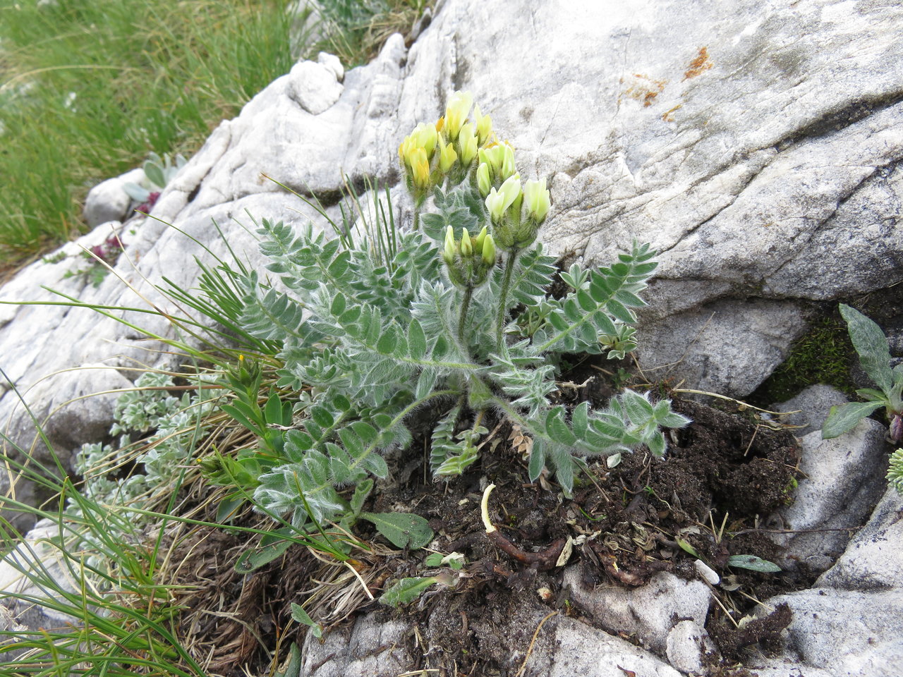 Изображение особи Oxytropis urumovii.