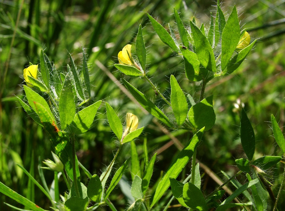 Image of Lotus praetermissus specimen.