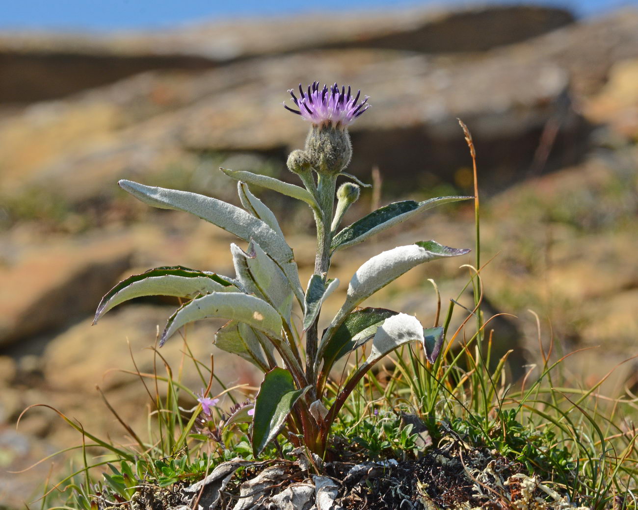 Изображение особи Saussurea uralensis.