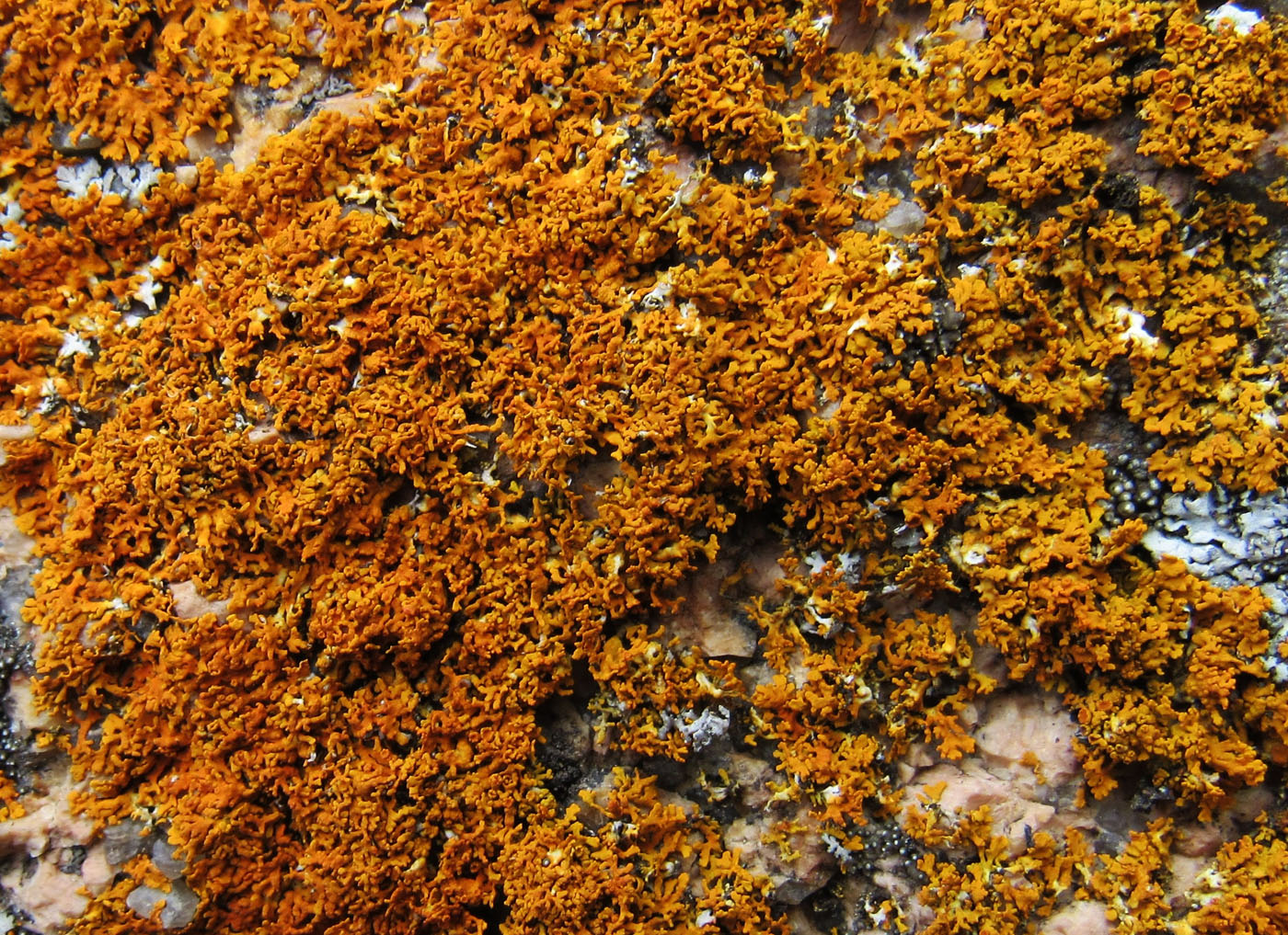 Image of Xanthoria rutilans specimen.