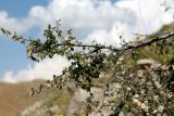 genus Cotoneaster