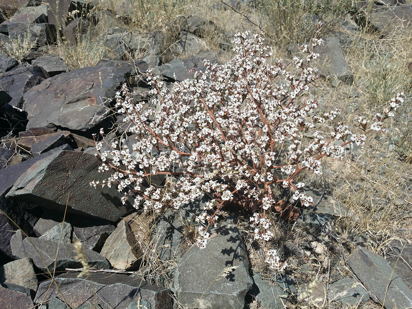 Изображение особи Goniolimon cuspidatum.