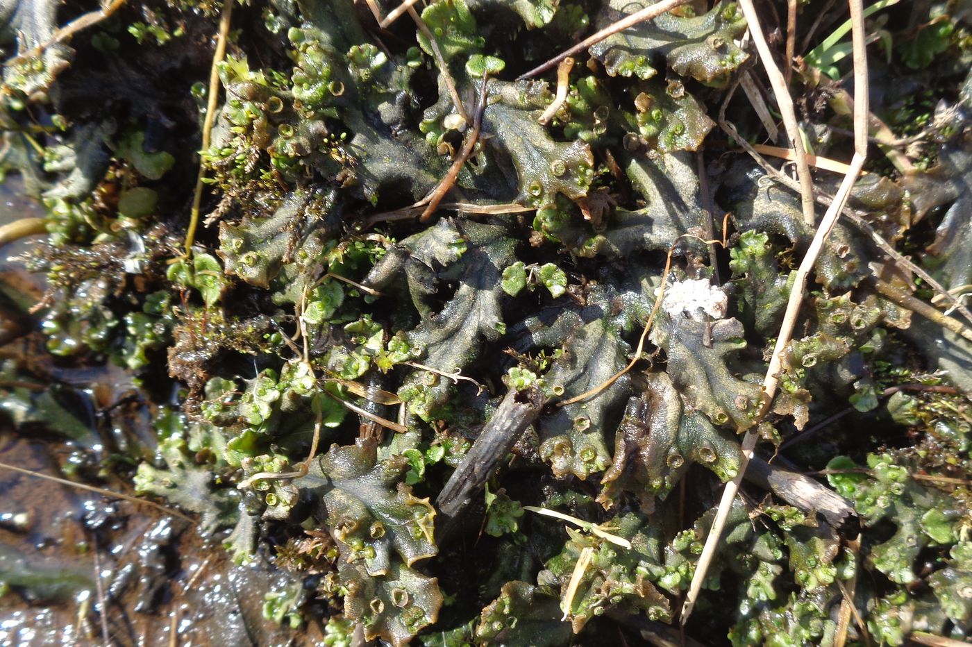 Image of genus Marchantia specimen.