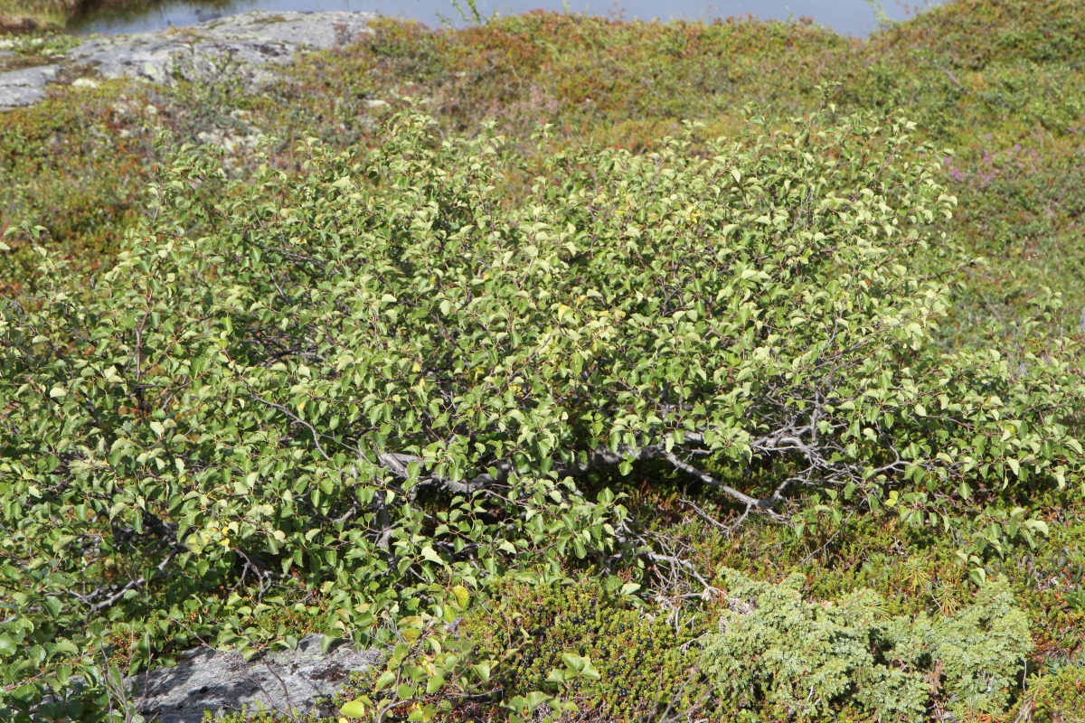 Image of genus Betula specimen.