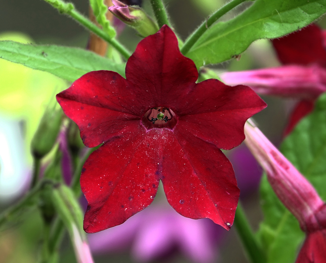 Изображение особи Nicotiana alata.