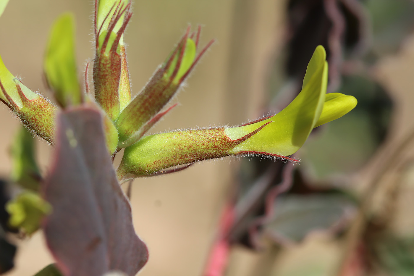 Image of Astragalus pseudoeremophysa specimen.