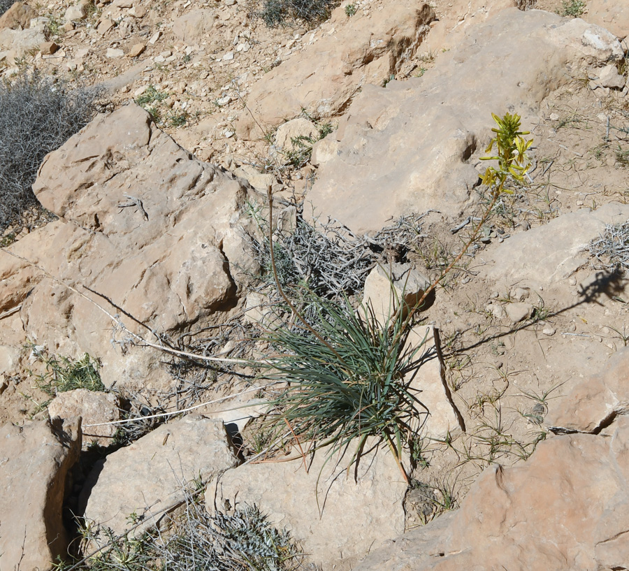 Изображение особи Asphodeline lutea.