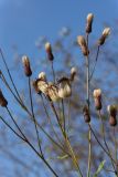 Cirsium arvense. Верхушки веточек с соплодиями. Мурманск, Первомайский р-н, Долина Уюта, зона декоративного озеленения вдоль пешеходной дорожки. 24.09.2020.