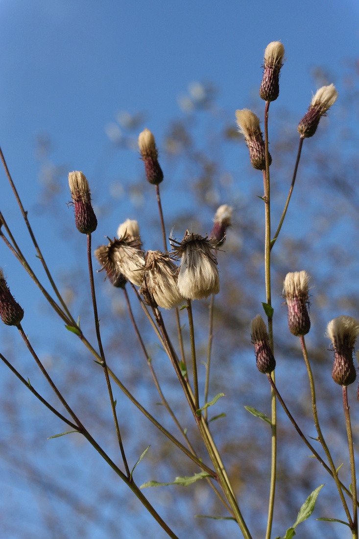 Image of Cirsium arvense specimen.