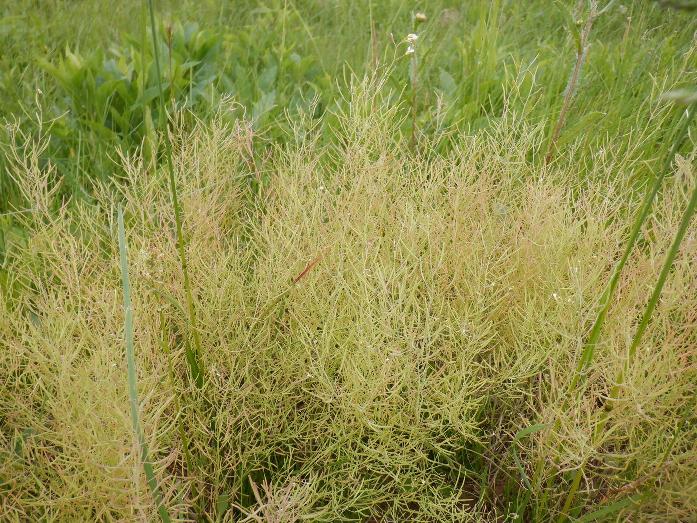 Image of Arabidopsis thaliana specimen.