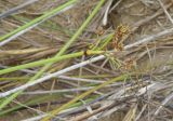 Cyperus marginatus