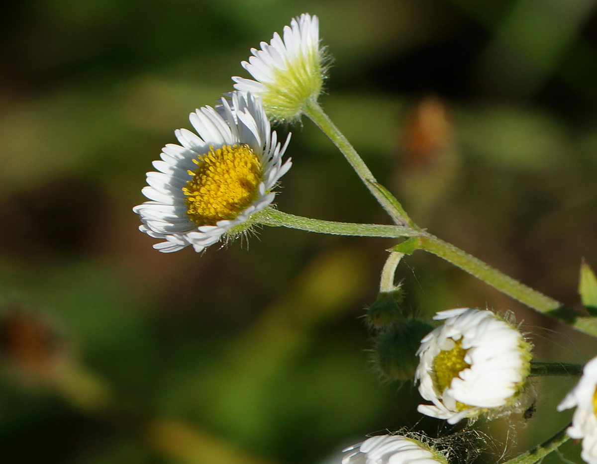 Image of Erigeron annuus specimen.