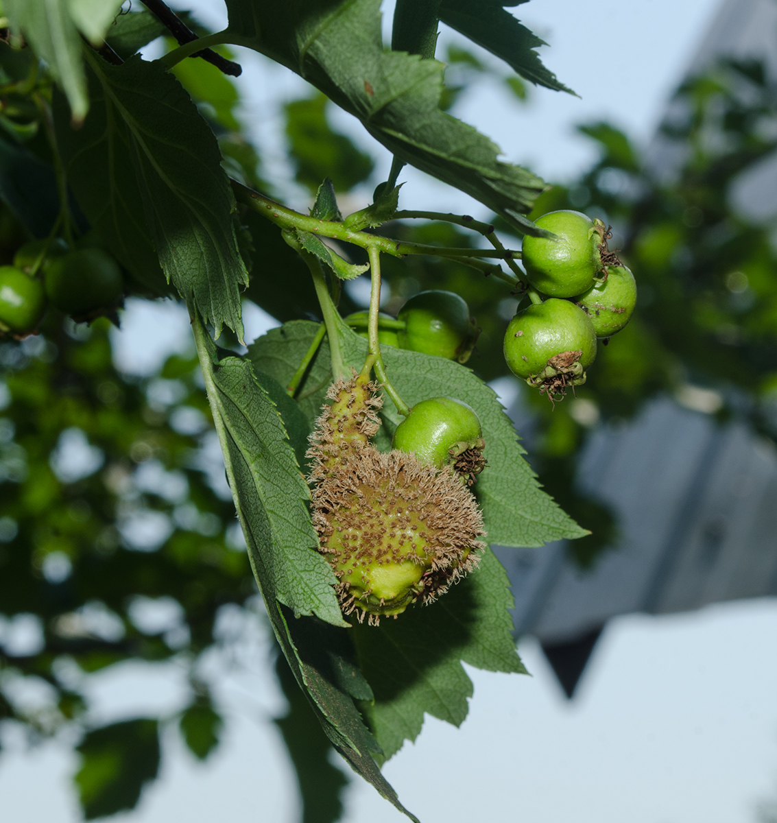 Изображение особи род Crataegus.