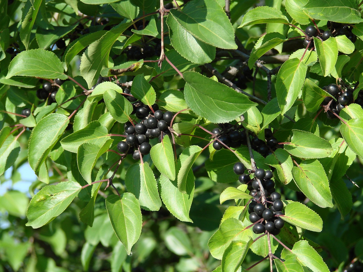 Image of Rhamnus cathartica specimen.