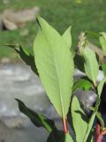 Salix kazbekensis