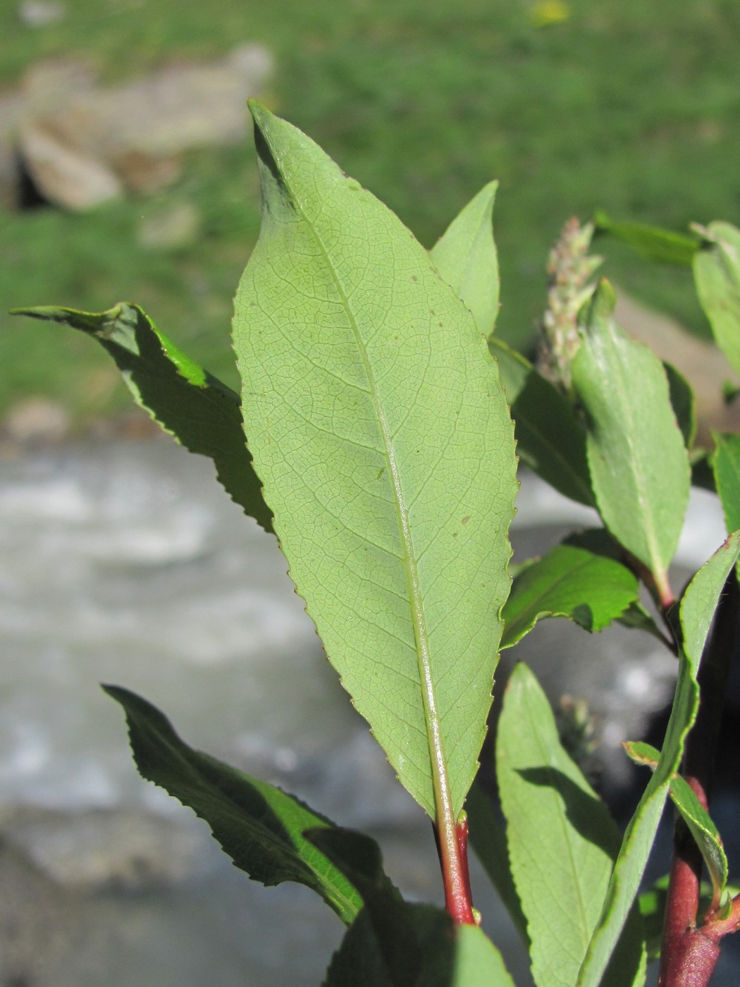 Изображение особи Salix kazbekensis.