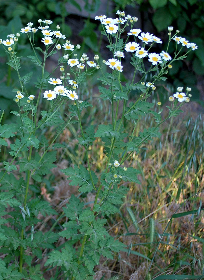 Image of Pyrethrum parthenifolium specimen.