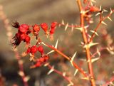 род Rosa. Часть ветви плодоносящего растения. Казахстан, Туркестанская обл., Тюлькубасский р-н, окр. с. Жабаглы, хр. Таласский Алатау, ≈ 1200 м н.у.м., предгорная степь. 4 февраля 2021 г.