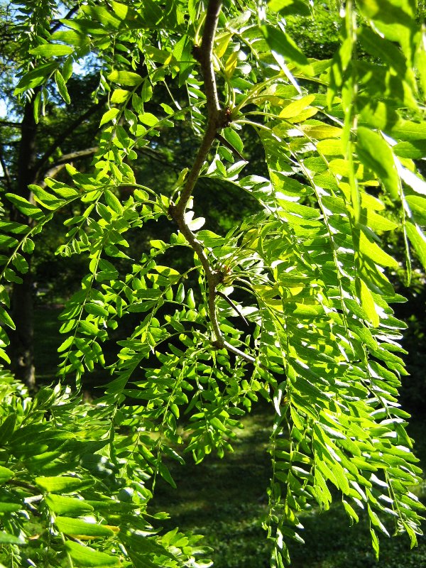 Изображение особи Gleditsia triacanthos.