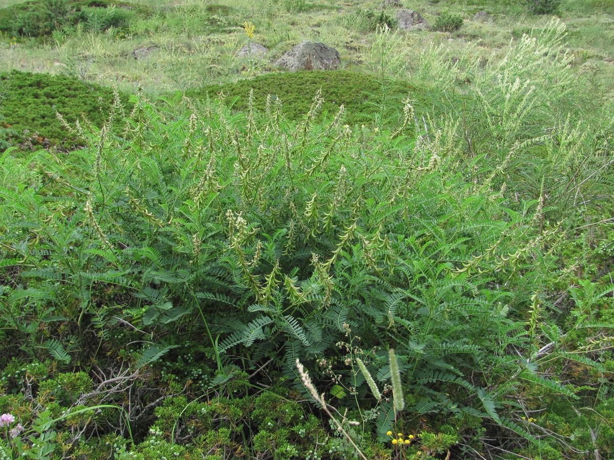 Изображение особи Astragalus falcatus.