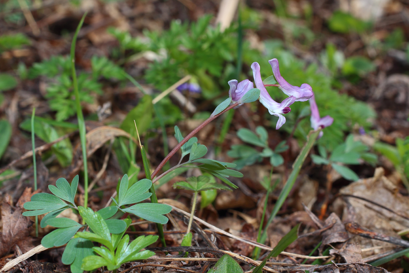 Image of Corydalis paczoskii specimen.