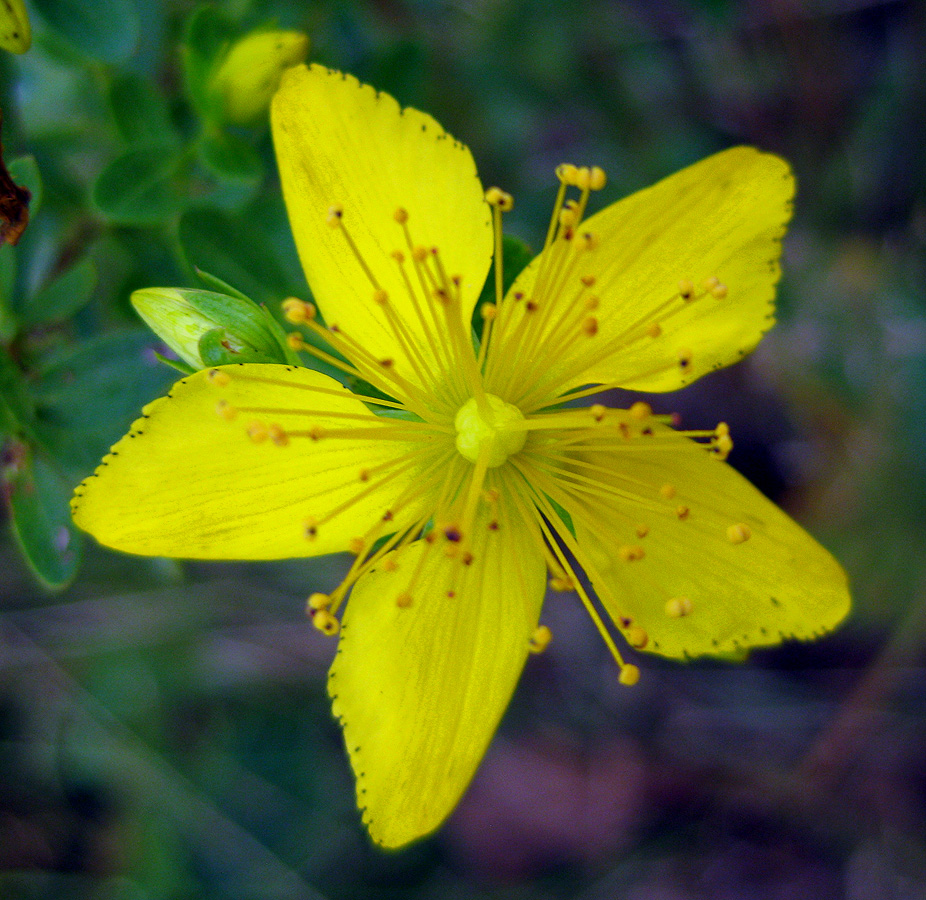 Image of Hypericum perforatum specimen.