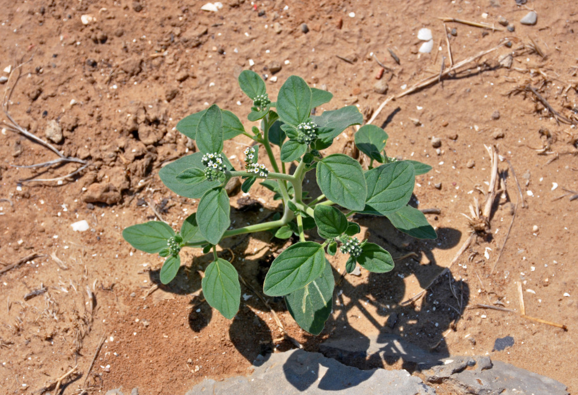 Изображение особи Heliotropium ellipticum.