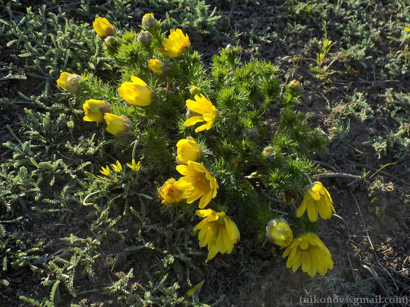 Image of Adonis vernalis specimen.