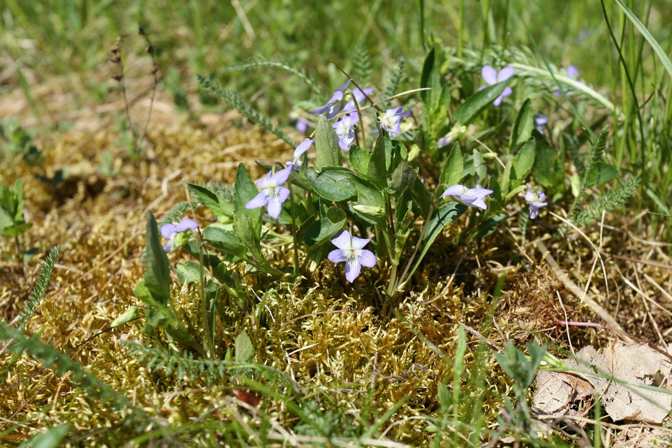 Image of Viola canina specimen.